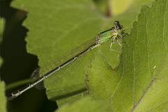 Ischnura pumilio