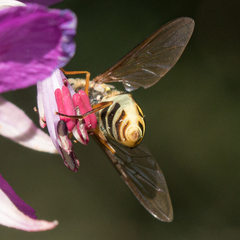 Syrphus