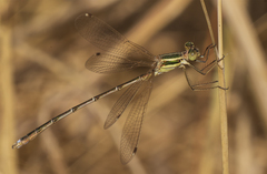 Lestes barbarus