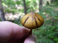 Entoloma luteum
