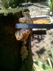 Ductifera pululahuana