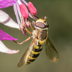 Syrphus