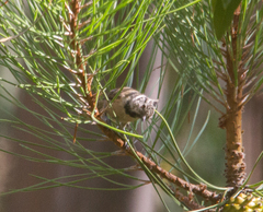 Lophophanes cristatus