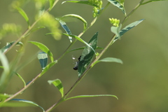 Megachile campanulae