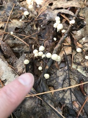 Marasmius capillaris
