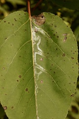 Phyllocnistis populiella