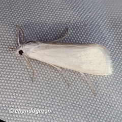 Scirpophaga