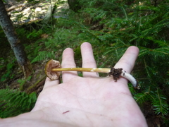 Entoloma luteum