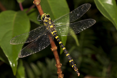 Cordulegaster boltonii