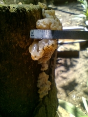 Ductifera pululahuana