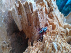 Barbitistes serricauda