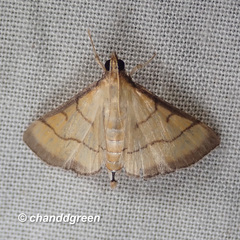 Cnaphalocrocis