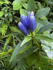 Gentiana andrewsii