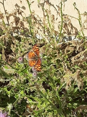 Phyciodes mylitta