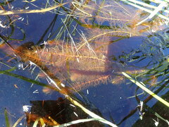 Myriophyllum
