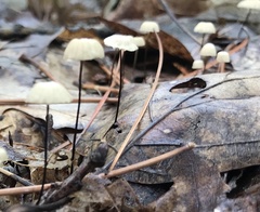 Marasmius capillaris