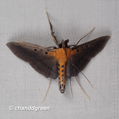 Filodes fulvidorsalis