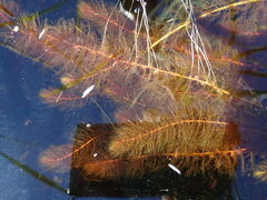 Myriophyllum