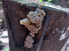 Ductifera pululahuana