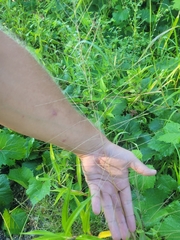 Diplachne fusca