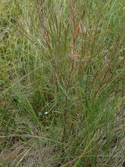 Epilobium leptophyllum