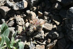 Phacelia hastata compacta