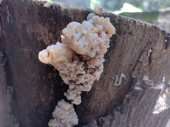 Ductifera pululahuana