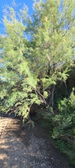 Tamarix ramosissima