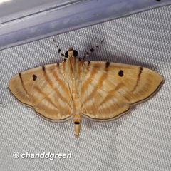 Notarcha tigrina