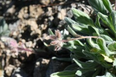 Phacelia hastata compacta
