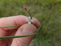 Epilobium leptophyllum