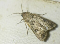 Agrotis