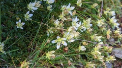 Saxifraga bryoides