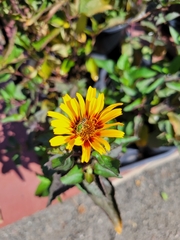 Agapostemon texanus