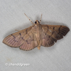 Omiodes pernitescens