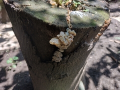 Ductifera pululahuana