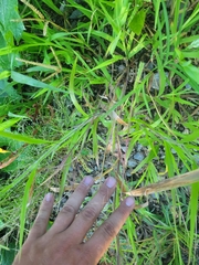 Diplachne fusca