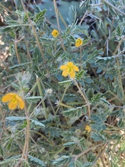 Kallstroemia parviflora