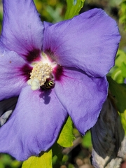 Agapostemon texanus