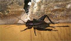 Gryllidae
