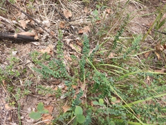 Astragalus monspessulanus