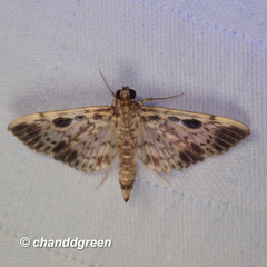 Rhimphaliodes macrostigma