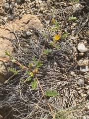 Kallstroemia parviflora