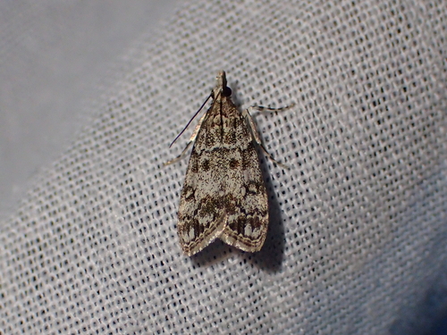 Eudonia lacustrata