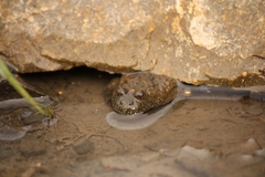 Bombina variegata