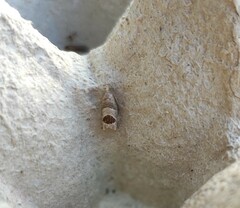 Notocelia uddmanniana