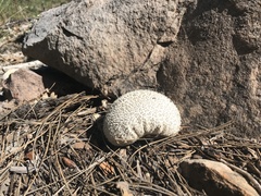 Lycoperdon marginatum