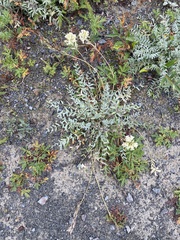 Oxytropis campestris