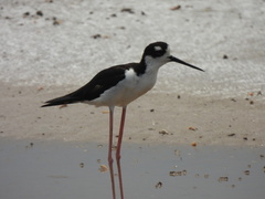 Himantopus mexicanus mexicanus