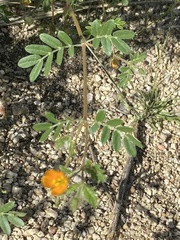 Kallstroemia parviflora